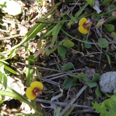 Bossiaea prostrata (Creeping Bossiaea) at Yass River, NSW - 4 Oct 2020 by SenexRugosus