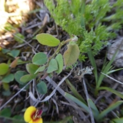 Bossiaea prostrata at Yass River, NSW - 4 Oct 2020 11:25 AM