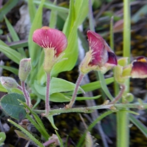 Bossiaea prostrata at Yass River, NSW - 4 Oct 2020 11:25 AM