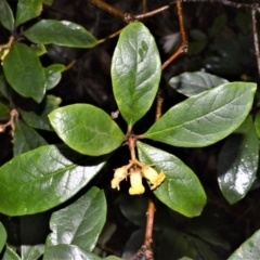 Pittosporum revolutum (Large-fruited Pittosporum) at Jervis Bay National Park - 7 Oct 2020 by plants