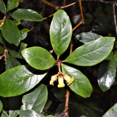 Pittosporum revolutum (Large-fruited Pittosporum) at Jervis Bay National Park - 7 Oct 2020 by plants