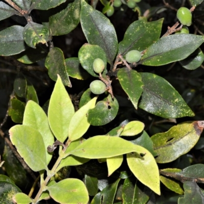 Notelaea longifolia (Long-Leaved Mock Olive) at Beecroft Peninsula, NSW - 7 Oct 2020 by plants