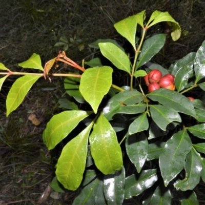 Synoum glandulosum (Scentless Rosewood) at Jervis Bay National Park - 7 Oct 2020 by plants