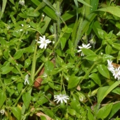 Stellaria flaccida (Forest Starwort) at Jervis Bay National Park - 7 Oct 2020 by plants