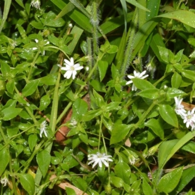 Stellaria flaccida (Forest Starwort) at Jervis Bay National Park - 7 Oct 2020 by plants