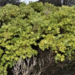 Leucopogon parviflorus (Coast Beard Heath) at Kinghorne, NSW - 7 Oct 2020 by plants