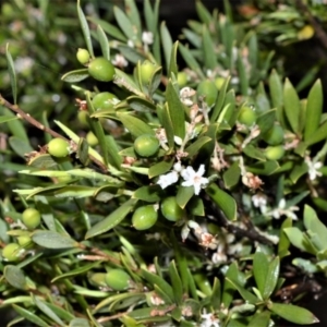 Leucopogon parviflorus at Kinghorne, NSW - 7 Oct 2020
