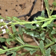 Cakile maritima (Sea Rocket) at Kinghorne, NSW - 7 Oct 2020 by plants