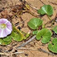 Calystegia soldanella (Sea Bindweed) at Kinghorne, NSW - 7 Oct 2020 by plants