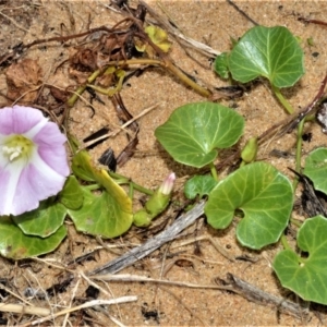 Calystegia soldanella at Kinghorne, NSW - 7 Oct 2020