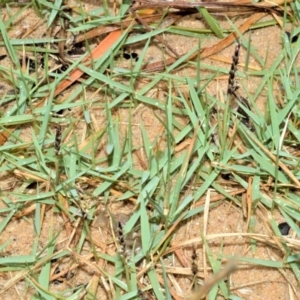 Zoysia macrantha at Kinghorne, NSW - 7 Oct 2020 08:56 PM