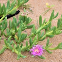 Carpobrotus glaucescens (Pigface) at Kinghorne, NSW - 7 Oct 2020 by plants