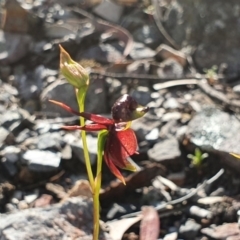 Caleana major (Large Duck Orchid) at Greenwich Park, NSW - 5 Oct 2020 by Philip