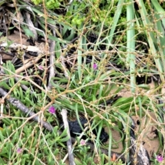 Trachyandra divaricata (Dune Onion Weed) at Kinghorne, NSW - 7 Oct 2020 by plants