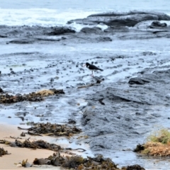 Haematopus longirostris (Australian Pied Oystercatcher) at Kinghorne, NSW - 7 Oct 2020 by plants