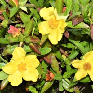 Hibbertia scandens at Kinghorne, NSW - 7 Oct 2020