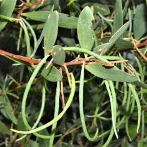 Acacia longifolia subsp. sophorae at Kinghorne, NSW - 7 Oct 2020
