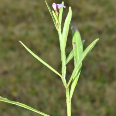 Lobelia anceps (Angled Lobelia) at Kinghorne, NSW - 7 Oct 2020 by plants