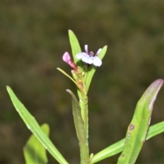 Lobelia anceps at Kinghorne, NSW - 7 Oct 2020 09:15 PM