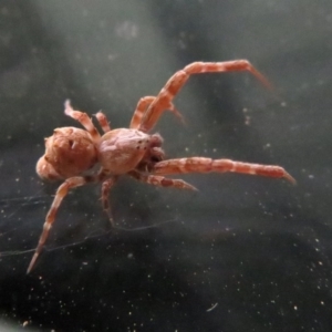 Philoponella congregabilis at Macarthur, ACT - 7 Oct 2020