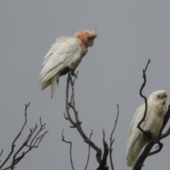 Unverified Parrot at Tuggeranong DC, ACT - 7 Oct 2020 by RodDeb