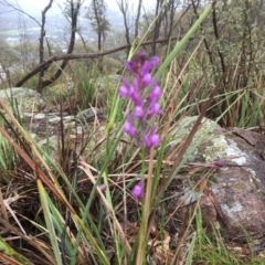 Linaria pelisseriana (Pelisser's Toadflax) at Mount Taylor - 6 Oct 2020 by Cathy_Katie