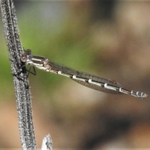 Austrolestes leda at Uriarra Village, ACT - 1 Oct 2020 12:53 PM