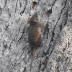 Antechinus agilis (Agile Antechinus) at Pambula - 4 Oct 2020 by Liam.m