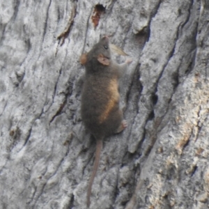 Antechinus agilis at Pambula Beach, NSW - 4 Oct 2020 12:09 PM