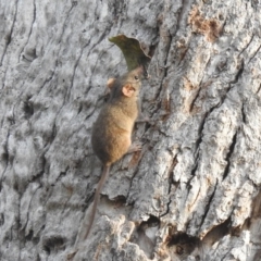 Antechinus agilis at Pambula Beach, NSW - 4 Oct 2020 12:09 PM