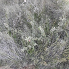 Correa reflexa var. speciosa at Ben Boyd National Park - 3 Oct 2020 by Liam.m