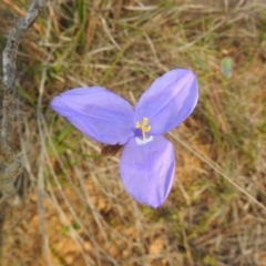 Patersonia glabrata (Native Iris) at Green Cape, NSW - 3 Oct 2020 by Liam.m