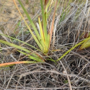 Patersonia glabrata at Green Cape, NSW - 4 Oct 2020