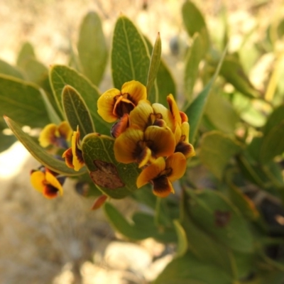 Daviesia corymbosa at Ben Boyd National Park - 3 Oct 2020 by Liam.m