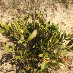 Daviesia corymbosa at Green Cape, NSW - 4 Oct 2020
