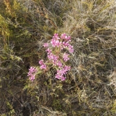 Comesperma ericinum (Heath Milkwort) at Ben Boyd National Park - 3 Oct 2020 by Liam.m