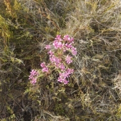Comesperma ericinum (Heath Milkwort) at Green Cape, NSW - 4 Oct 2020 by Liam.m
