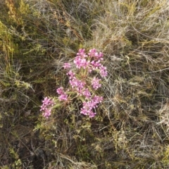 Comesperma ericinum (Heath Milkwort) at Ben Boyd National Park - 4 Oct 2020 by Liam.m