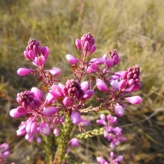 Comesperma ericinum at Green Cape, NSW - 4 Oct 2020