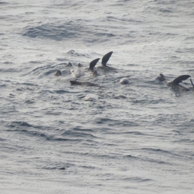 Arctocephalus pusillus doriferus (Australian Fur-seal) at Green Cape, NSW - 4 Oct 2020 by Liam.m