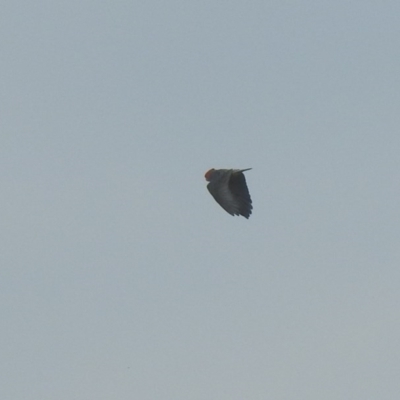 Callocephalon fimbriatum (Gang-gang Cockatoo) at Green Cape, NSW - 4 Oct 2020 by Liam.m