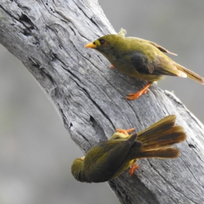 Manorina melanophrys (Bell Miner) at Pambula - 4 Oct 2020 by Liam.m