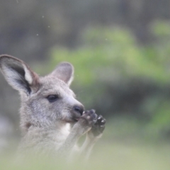 Macropus giganteus (Eastern Grey Kangaroo) at Pambula - 4 Oct 2020 by Liam.m