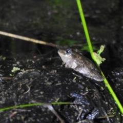 Litoria peronii (Peron's Tree Frog, Emerald Spotted Tree Frog) at Pambula - 7 Oct 2020 by Liam.m