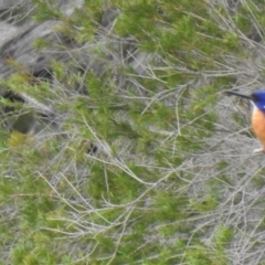 Ceyx azureus (Azure Kingfisher) at Pambula, NSW - 5 Oct 2020 by Liam.m