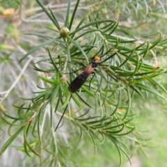 Braconidae (family) (Unidentified braconid wasp) at Pambula, NSW - 5 Oct 2020 by Liam.m