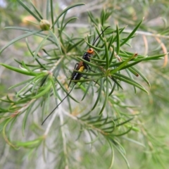 Braconidae (family) at Pambula, NSW - 5 Oct 2020