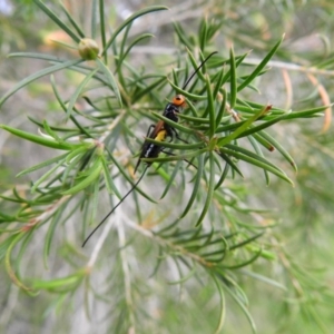 Braconidae (family) at Pambula, NSW - 5 Oct 2020 11:45 AM