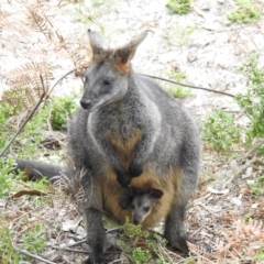 Wallabia bicolor (Swamp Wallaby) at Pambula - 5 Oct 2020 by Liam.m