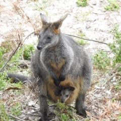 Wallabia bicolor (Swamp Wallaby) at Pambula Beach, NSW - 5 Oct 2020 by Liam.m
